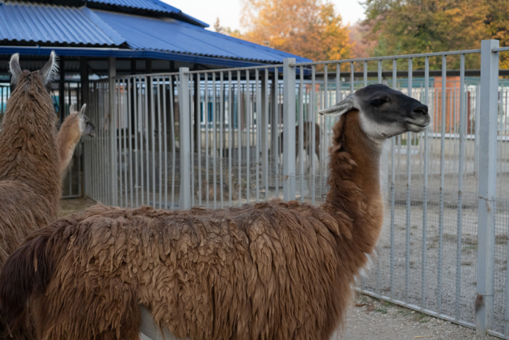Llamas in a fenced enclosure at the zoo.